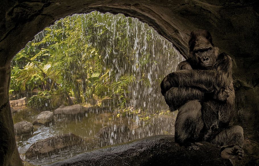 cave, gorilla, waterfall, flow, nature, landscape, black, animal HD wallpaper