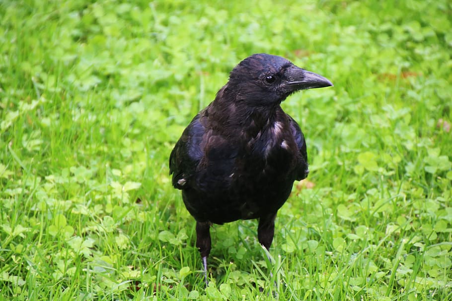 bird, raven, crow, black, animal, animal world, raven bird HD wallpaper