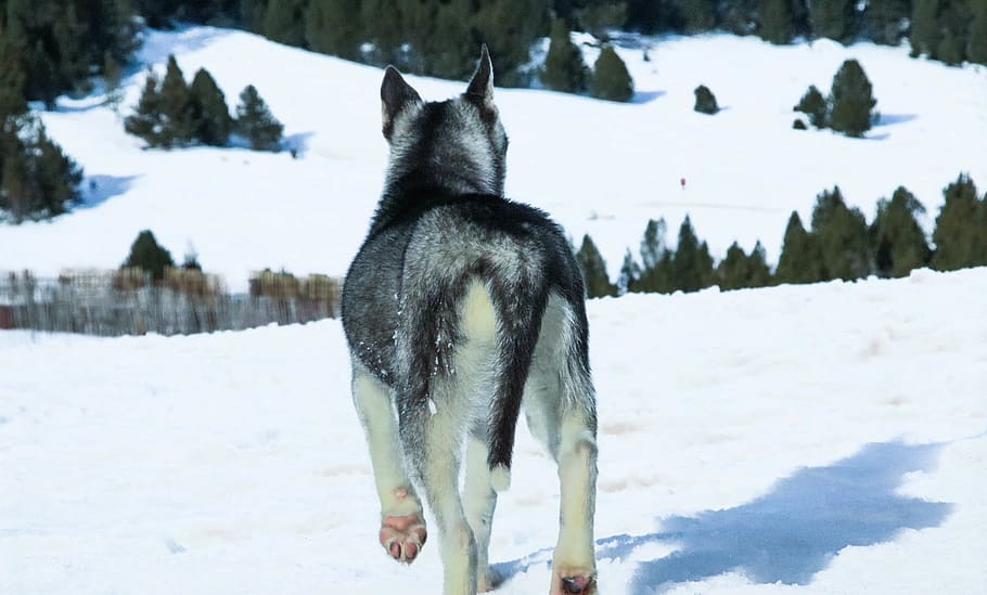 andorra, little dog, wolf, little wolf, puppie, arnau soler, HD wallpaper