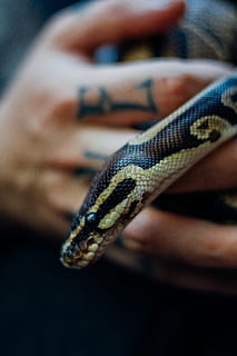 animal, snake, rock python, reptile, human, person, tattoo HD wallpaper