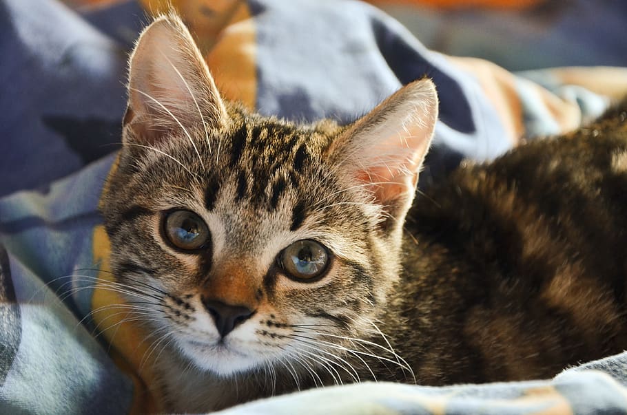 cat, blanket, pet, bed, animal, cute, kitten, eyes, domestic cat HD wallpaper
