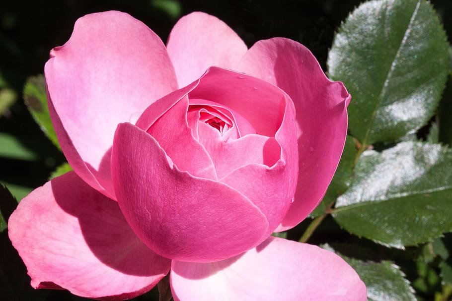 Pink Multi Petaled Flower, bloom, blossom, close-up, flora, HD wallpaper HD wallpaper