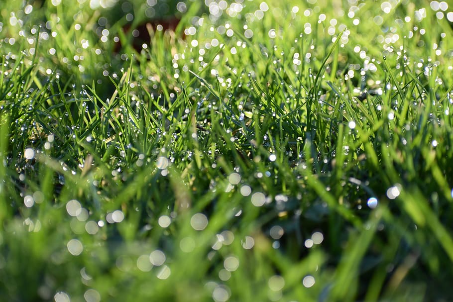 grass, light, wet, rain, green color, drop, plant, water, selective focus HD wallpaper