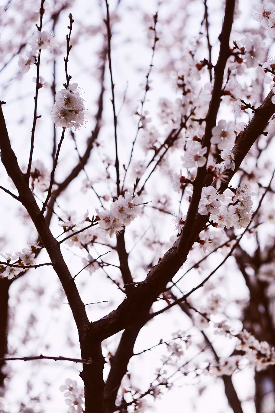 white flowers, plant, flowering plant, fragility, tree, branch HD wallpaper