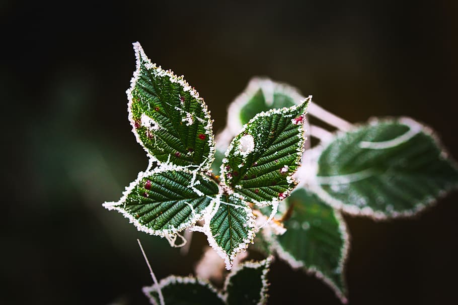 leaves, green, frost, nature, leaf, plant, background, forest HD wallpaper