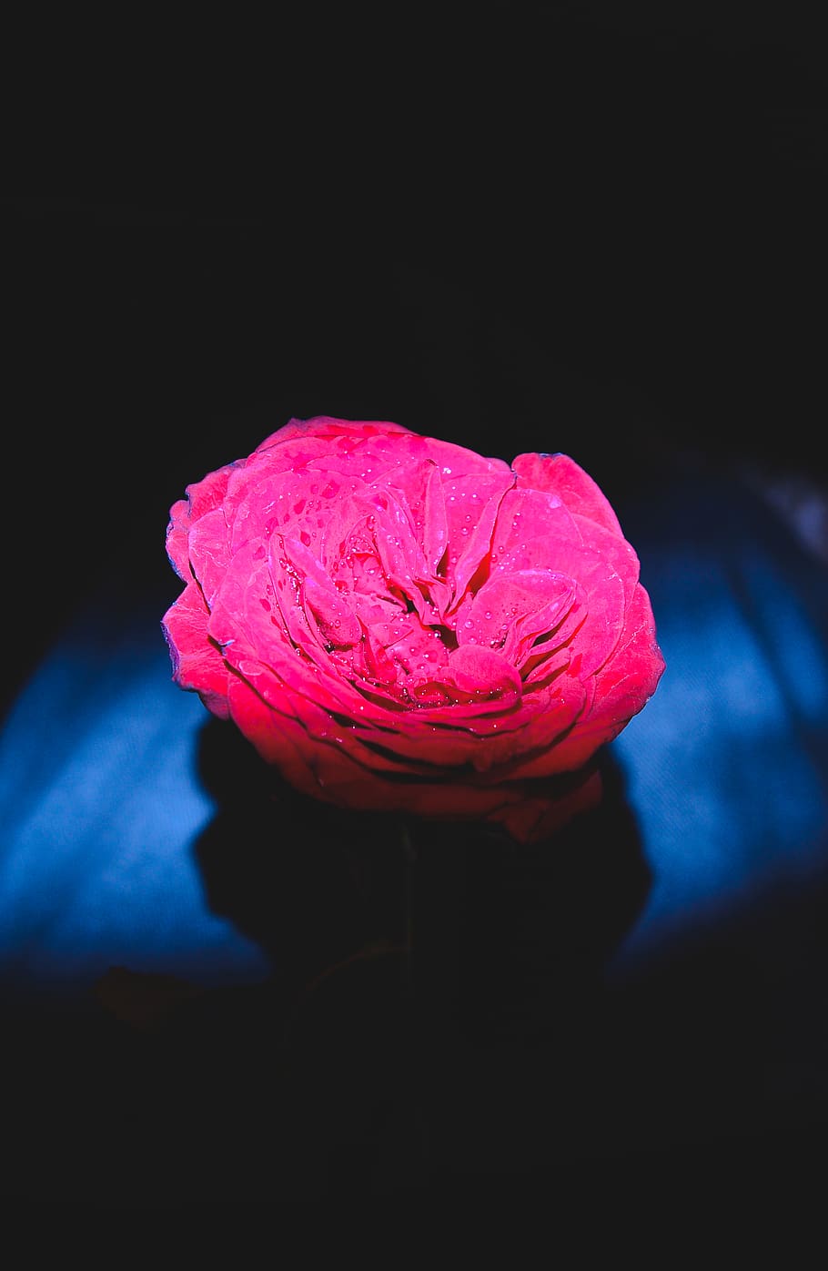 rose, night, light, beautiful, water drops, glowing, dark, pink HD wallpaper