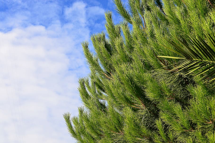 Green Pine Tree With Cloudy Sky Background, blue sky, bright HD wallpaper
