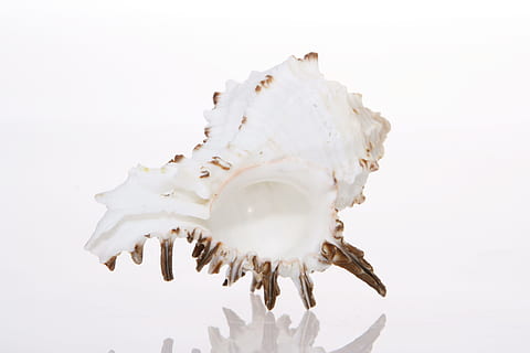 background, bone, close-up, closeup, coast, coastline, cockle-shell HD wallpaper