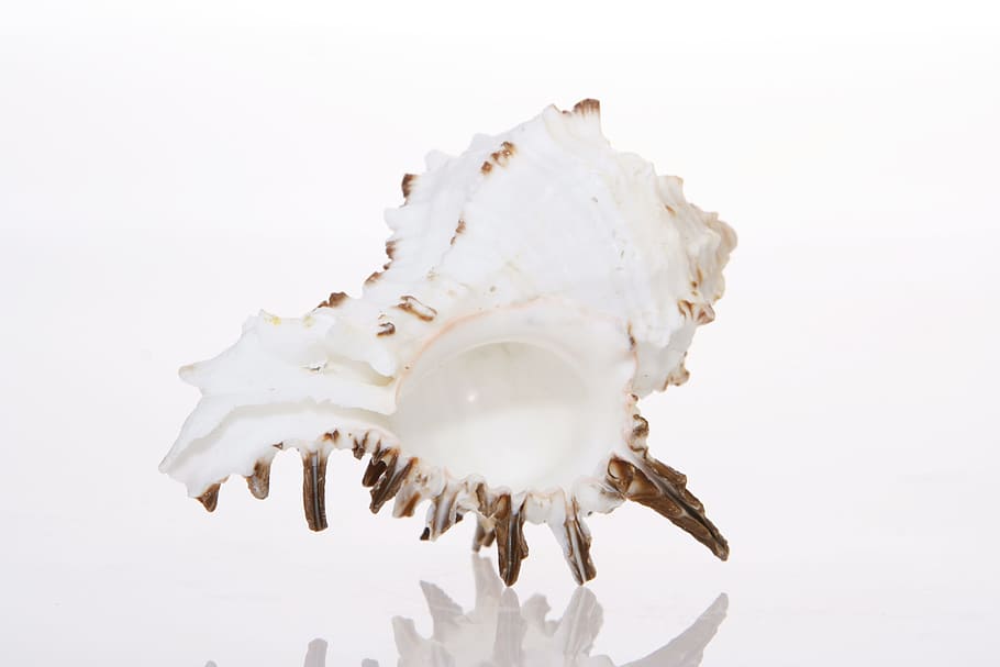 background, bone, close-up, closeup, coast, coastline, cockle-shell HD wallpaper