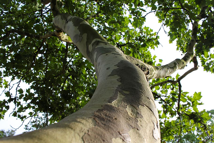 log, bark, branch, perspective, grow, nature, summer, hell HD wallpaper