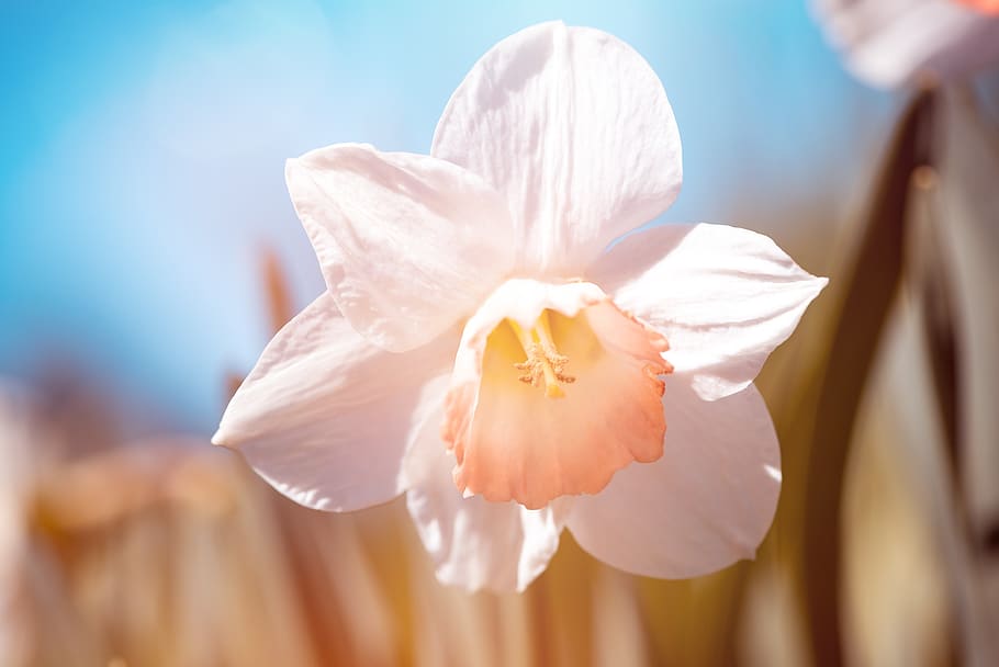 Focus Photo of White Flower, bloom, blooming, blossom, blur, close-up HD wallpaper