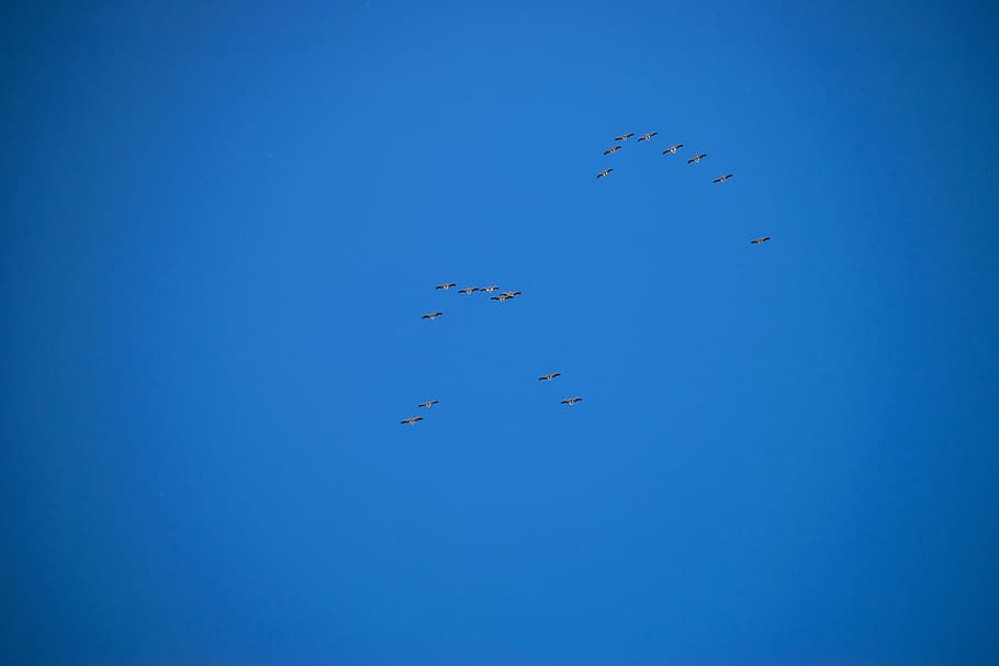 pelicans, sky, blue, flying, group of animals, animal themes HD wallpaper