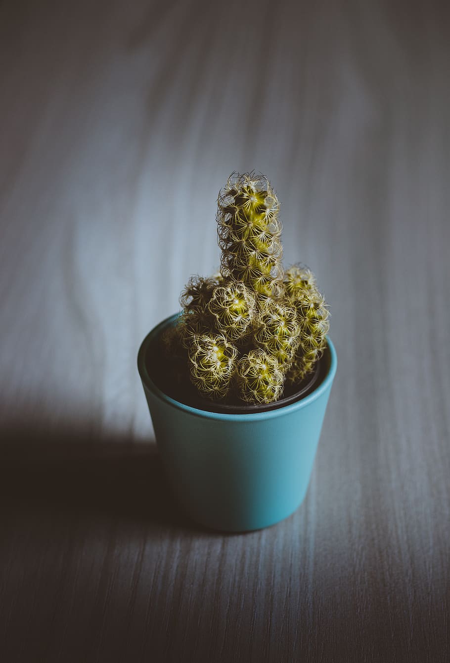 cactus plant on table, food, pineapple, fruit, confectionery HD wallpaper