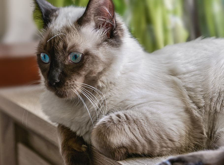 cat, ragdoll, resting, kitten, kitty, blue, animal, relaxed HD wallpaper