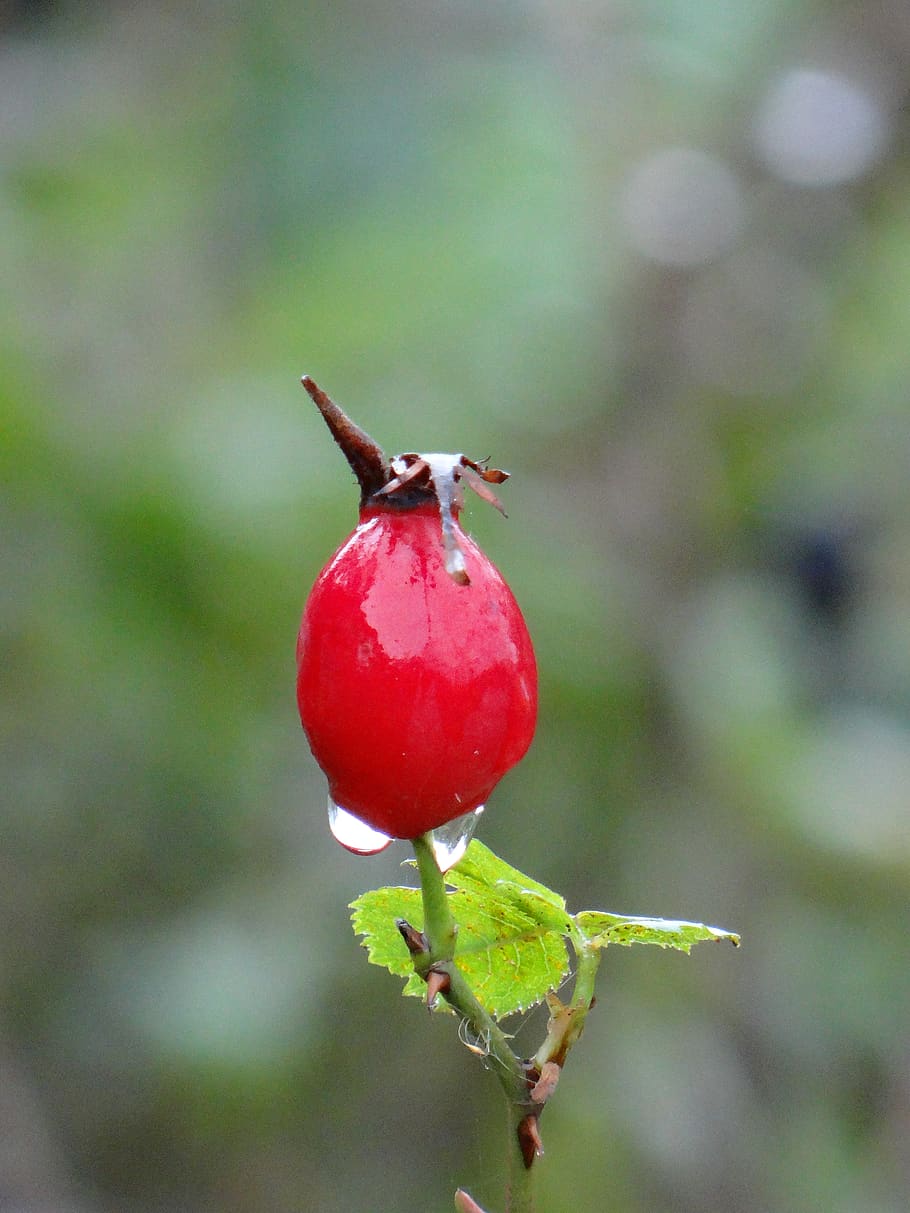 berry, drop, rain, water, natural, plant, red, focus on foreground HD wallpaper