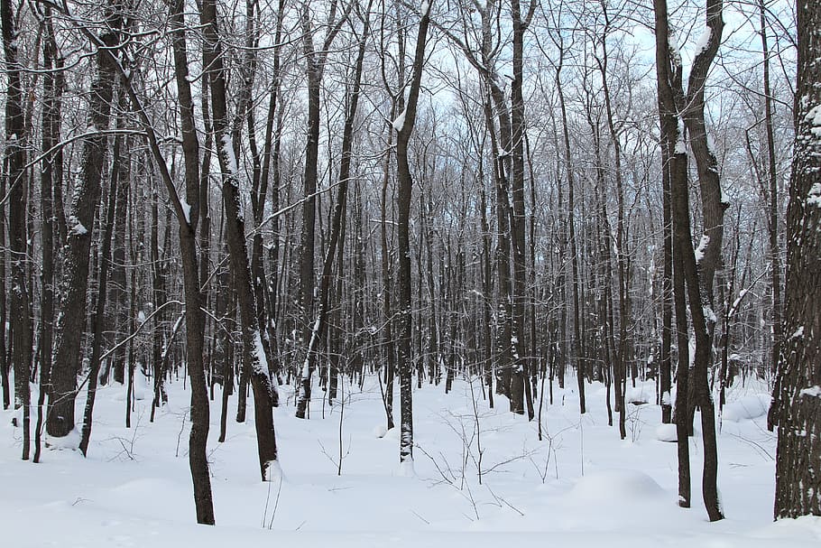 trees, winter, snow, nature, cold, landscape, forests, white HD wallpaper