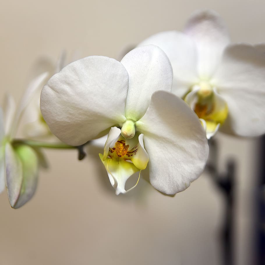 Фото орхидеи голливуд