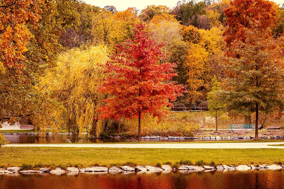 Colors of Autumn, tree, plant, change, nature, beauty in nature HD wallpaper
