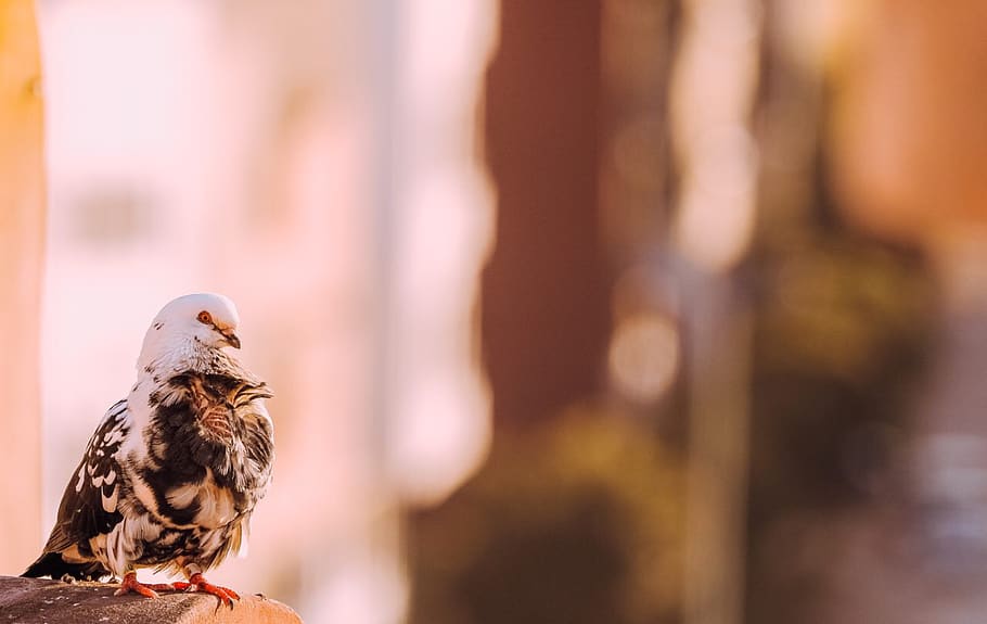 White and Black Pigeon on Selective Focus Photography, animal HD wallpaper