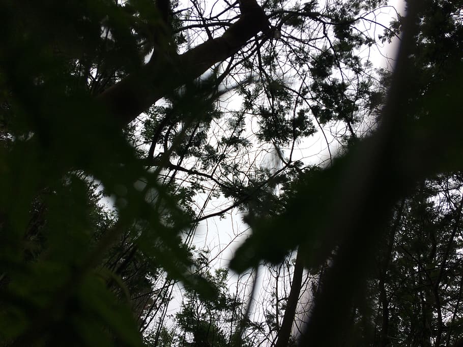 trees, cloudy, nature, leaves, chile, plant, forest, growth HD wallpaper