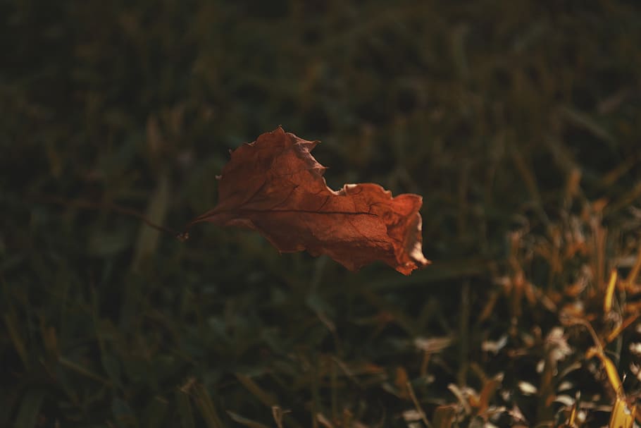 argentina, autumn, leaf, plant part, dry, nature, close-up HD wallpaper