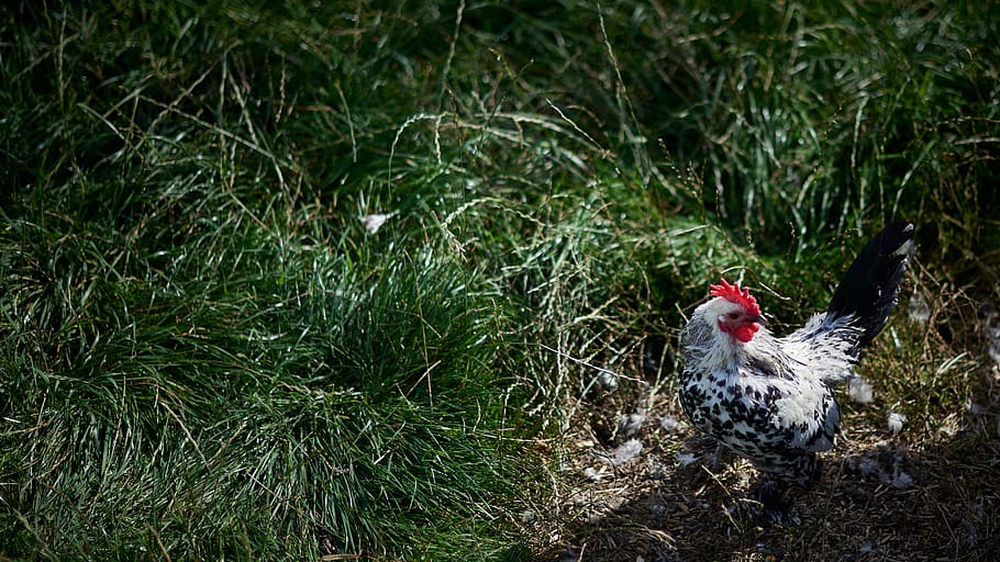 white rooster, chicken, fowl, poultry, bird, animal, united kingdom HD wallpaper