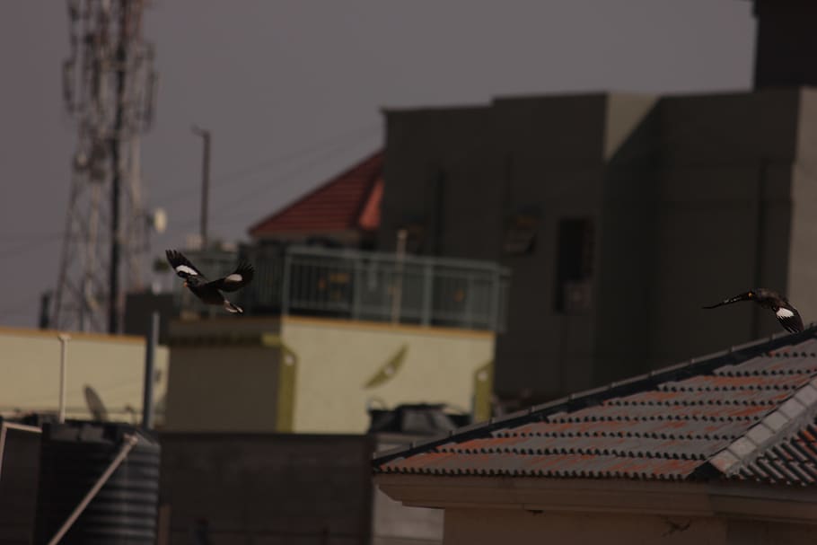 School rooftop birds sound