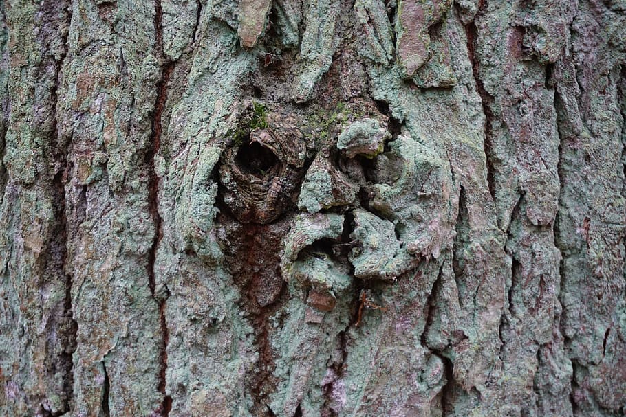 tree bark, log, textured, tree trunk, full frame, backgrounds HD wallpaper