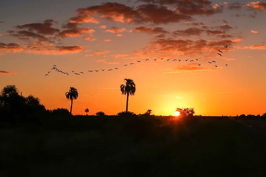 Birds on Flight Formation during Sunset, backlit, clouds, color HD wallpaper