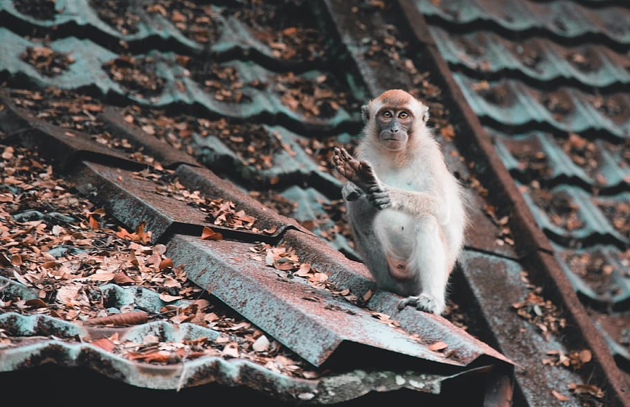brown monkey on house roof, leafe, jungle, animal wildlife, animals in the wild HD wallpaper
