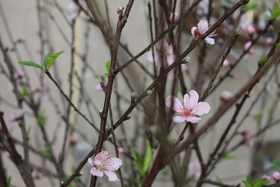 cherry, spring, pink, colorful, japanese, flowers, sakura, flowering plant HD wallpaper