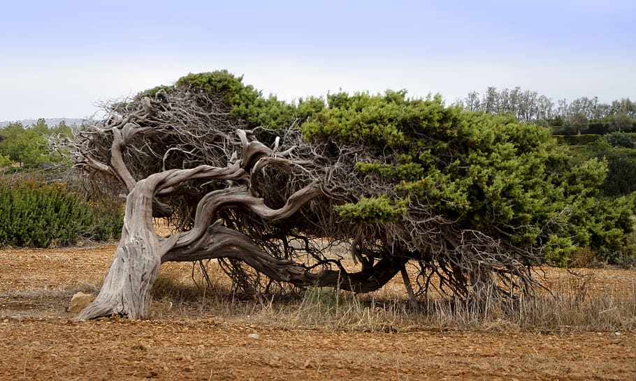 tree, wind, conifer, forward, growth, landscape, nature, autumn HD wallpaper