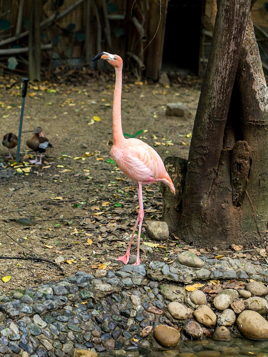 flamingo, grass, nature, bird, wing, animal themes, animal wildlife HD wallpaper