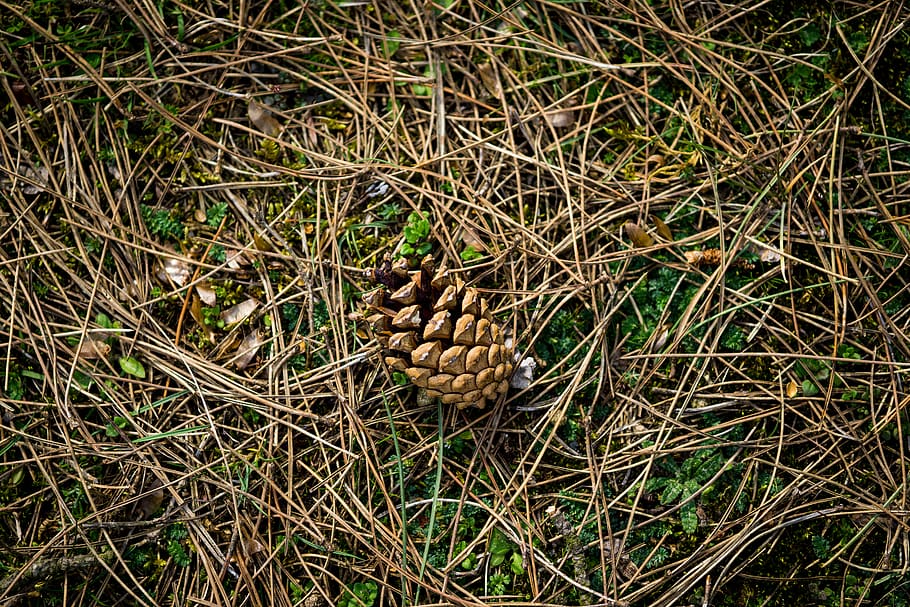 plant, tree, conifer, reptile, animal, snake, pine, netherlands HD wallpaper