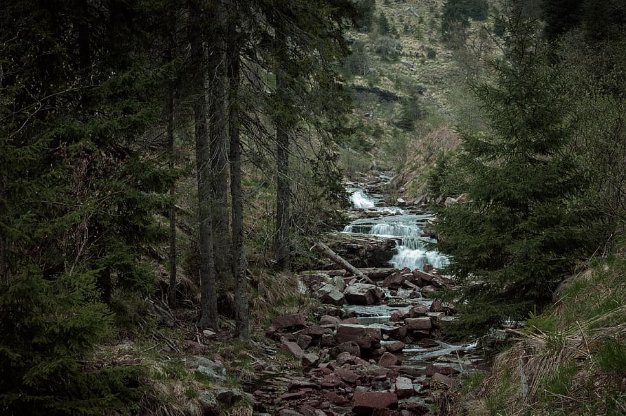 serbia, dojkinačka reka, evergreen, rocks, mountain, wilderness, HD wallpaper