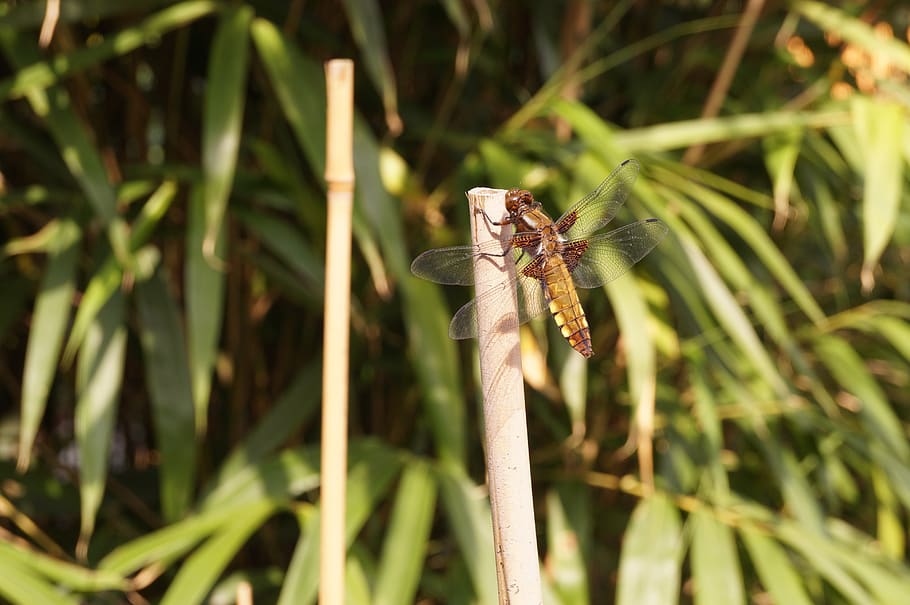 dragonfly, insect, reed, animals in the wild, invertebrate HD wallpaper