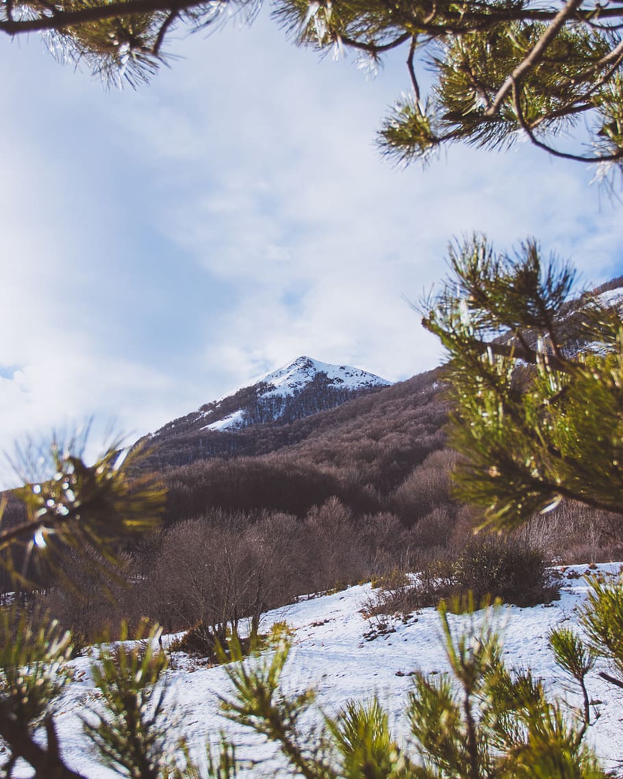 plant, tree, conifer, nature, larch, outdoors, abies, fir, mountain HD wallpaper