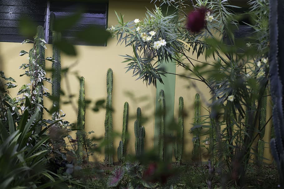 el salvador, perquin, garden, jardín, cactus, plant, growth, HD wallpaper