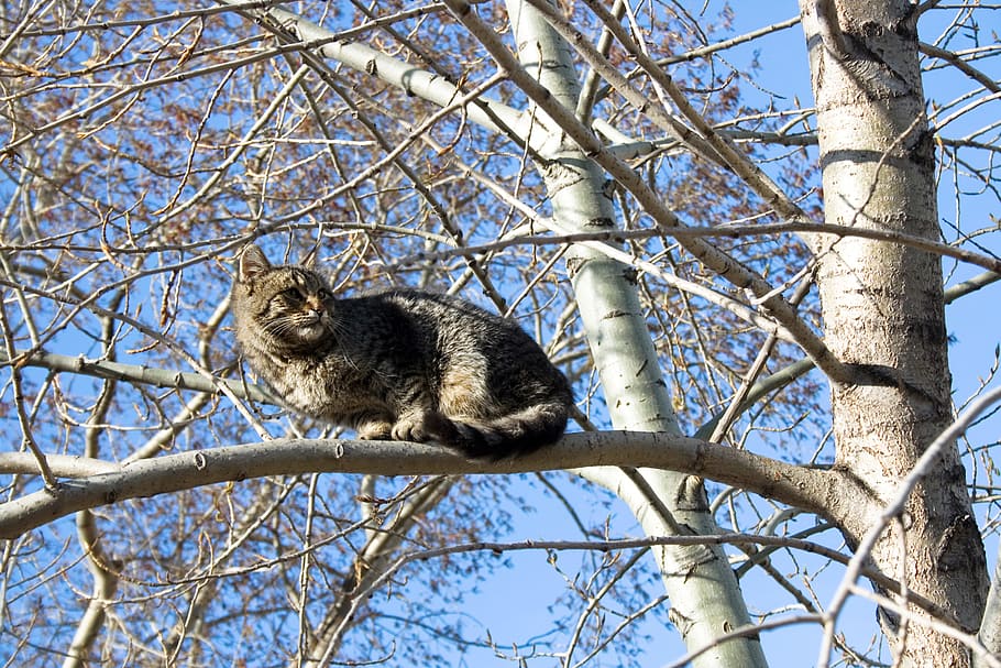 blue, cat, climbing, cute, explore, garden, outdoor, sky, tree HD wallpaper