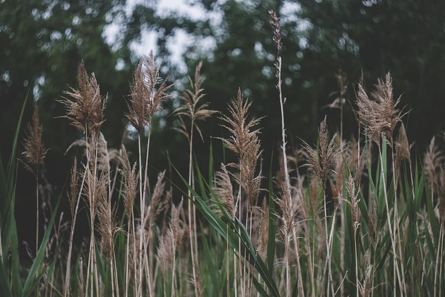 Brown Wheat Field Near Green Trees, close-up, grass, growth, landscape HD wallpaper