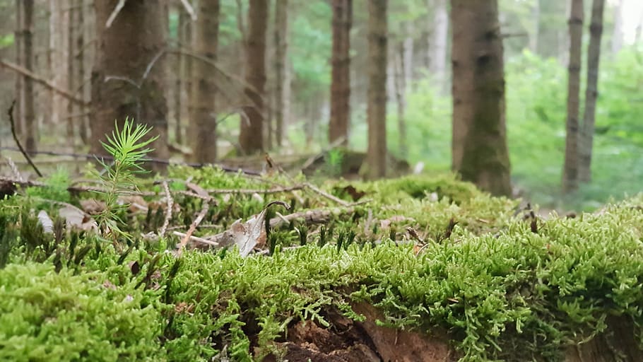 germany, münchen, am eulenhorst 95, forest, plant, moss, land HD wallpaper