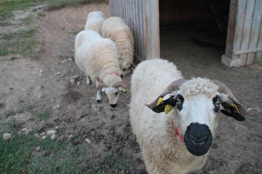 four beige sheep standing on brown soil, animal, mammal, wool