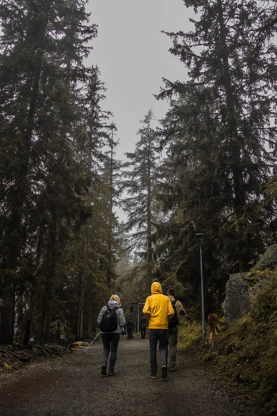 tatra mountains, tree, plant, rear view, real people, walking HD wallpaper