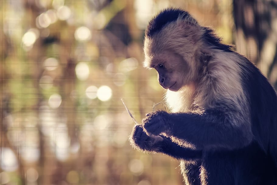 monkey, mood, zoo, ponder, think, thought, study, sit, quiet HD wallpaper