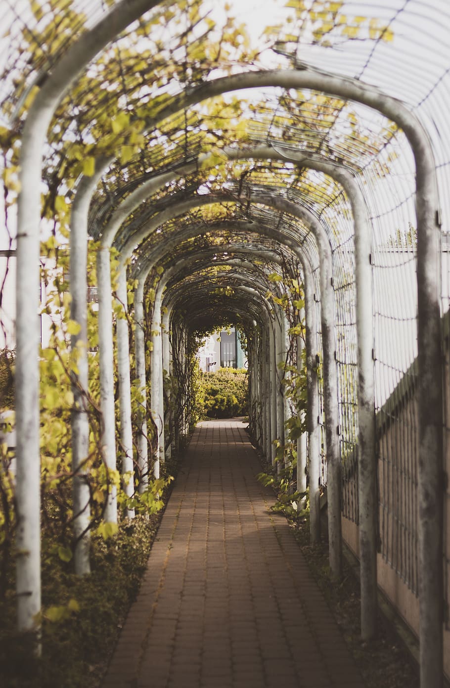 Brown Brick Pathway With White Arch Roof, alley, arches, botanic HD wallpaper
