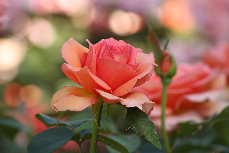 Closeup Photo of Pink Petaled Flower, bloom, blooming, blossom HD wallpaper