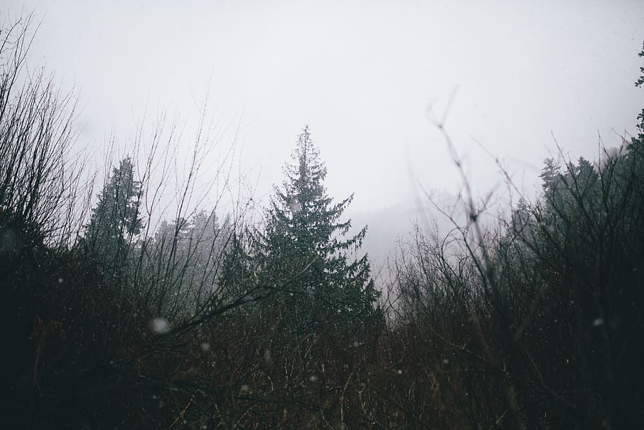 canada, whistler, plant, tree, tranquility, growth, sky, no people HD wallpaper
