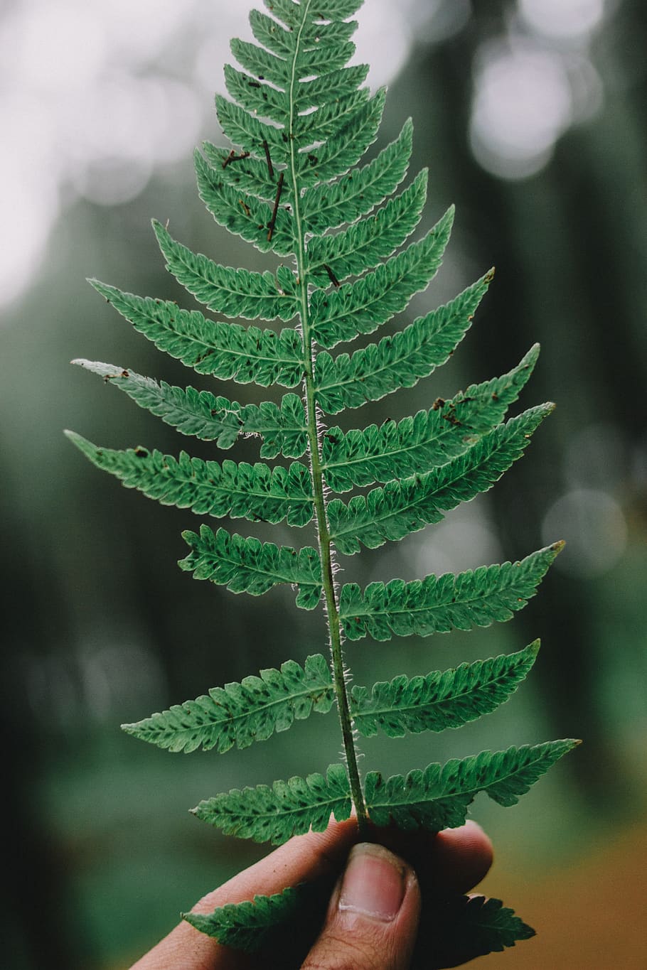 indonesia, trees, leaf, tropic, hand, bokeh, green, human hand HD wallpaper
