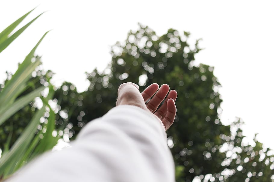 Shallow Focus Photo Of Person's Hand, fingers, plant, human body part HD wallpaper