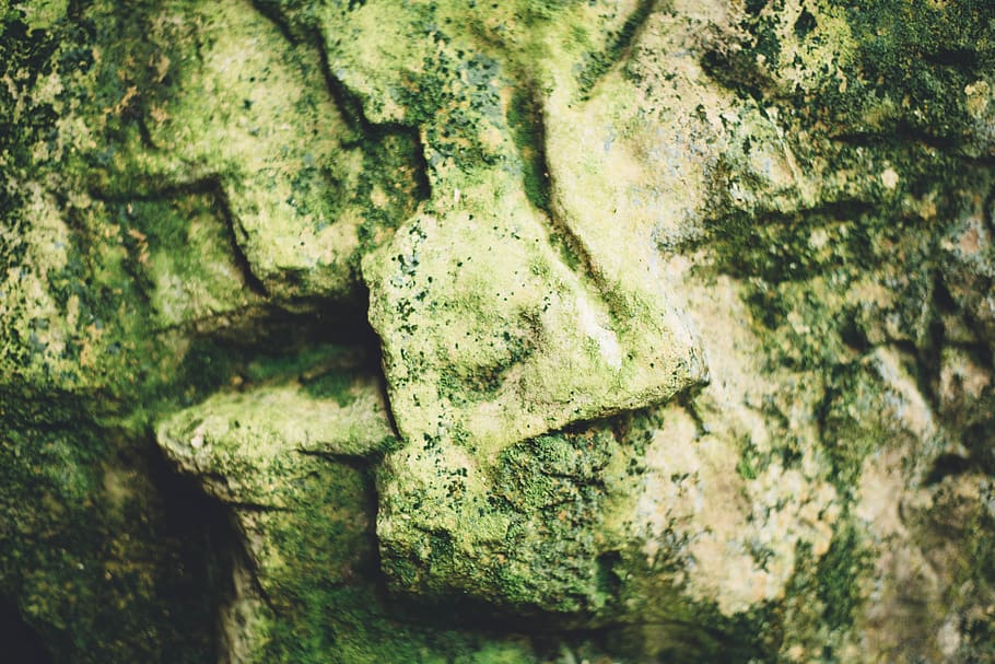 botany, garden, rock, sculpture, no people, textured, statue HD wallpaper